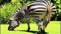 Funny videos - Funny animals, Animal Mating Compilation 2016