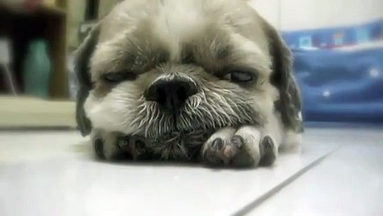 Засыпающий щеночек! Позитив