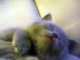 Un chaton trop mignon endormi se fait caresser le ventre!