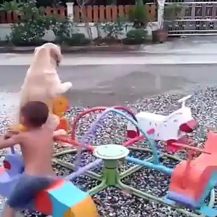Probably the coolest dog ever