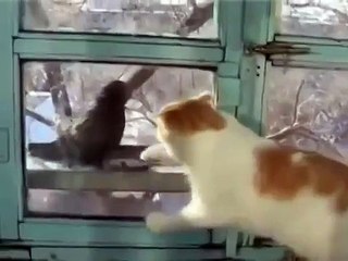 Голубь троллит кота