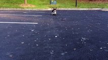 Skilled Corgi is a skateboarding phenom!