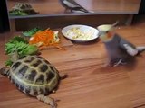 Parrot loses it after seeing turtle\'s reflection in mirror