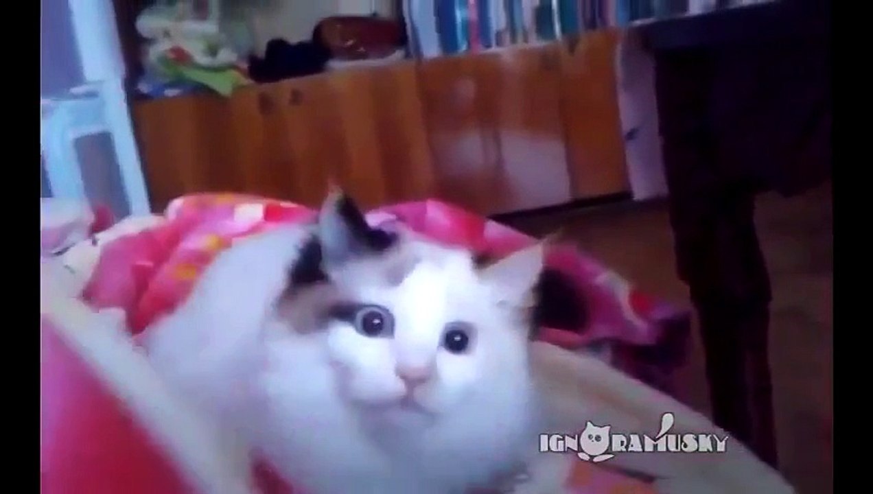 Миллион причин любить котов. )))