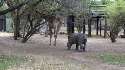 Не раздражай жирафа)