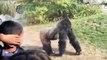 Adeta Bir Box Maçı: Hayvanat Bahçesini Ringe Çeviren Boksör Goriller