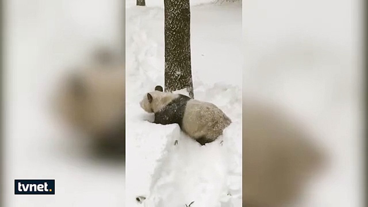 Sevimli pandanın kar keyfi!