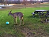 Even this sweet deer has better football skills than our owner