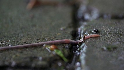 insect moving in rain.. God has given HiM mUCH POWER