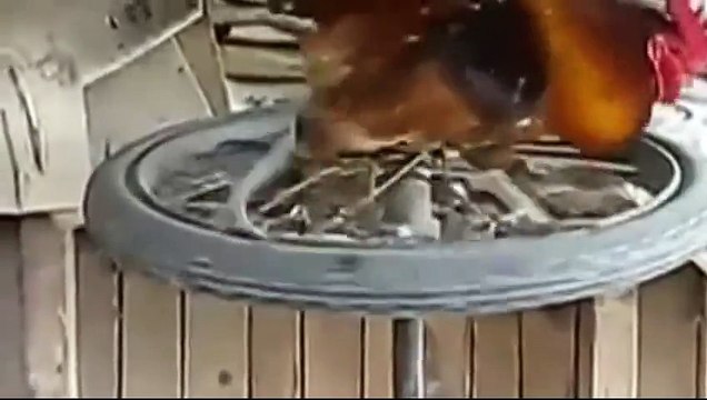 Horozun Koşu Bandı