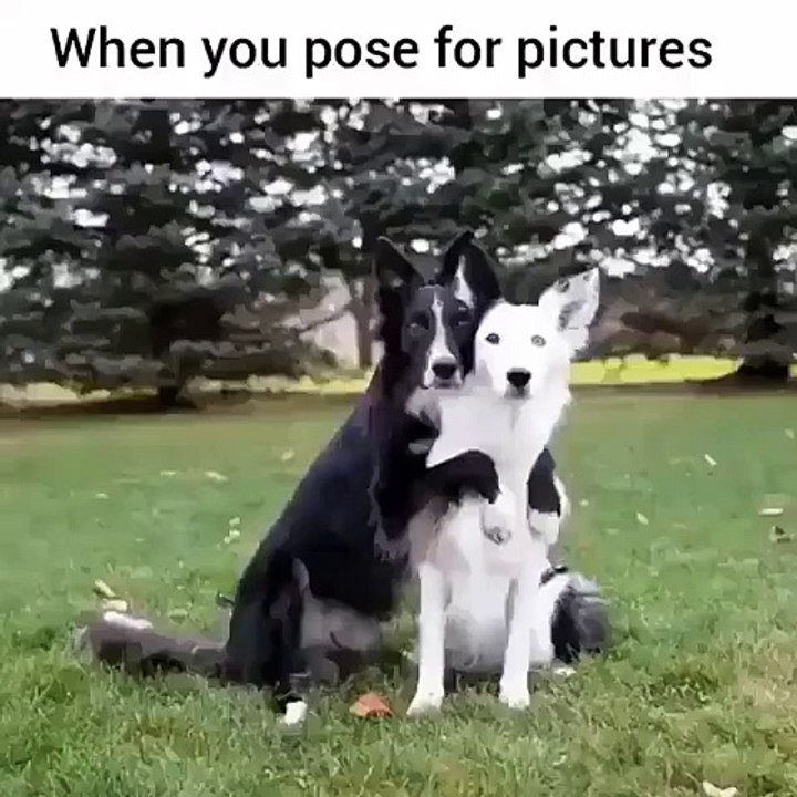 cute dogs posing for photos