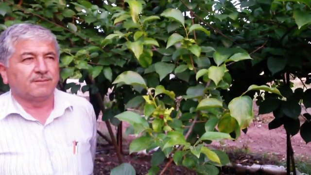 Cennet Elması Gübreleme, Cennet Meyvesi Ağacı Gübreleme, Nasıl Yapılır, Ne Zaman Gübreleni