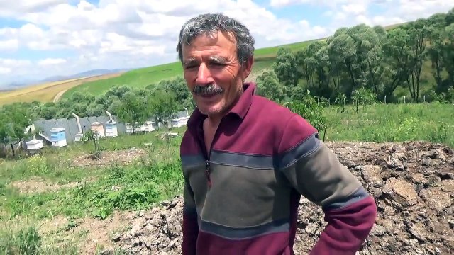 Çorum Fernor Çeşit Ceviz Franquette Tozlayıcı Ceviz Fidanı Bahçesi Ağaç Kuruması