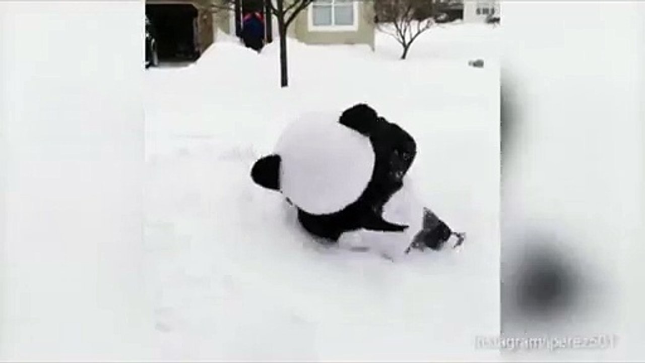 Un homme se déguise en panda pour imiter Tian Tian dans la neige