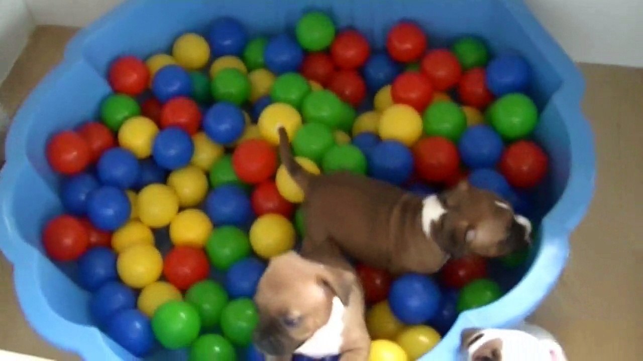 60ème vidéo Les chiots de STAFFORDLAND jouent aux boules