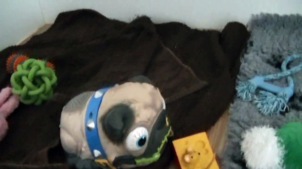 63ème vidéo Les chiots mangent les animaux de la ferme à STAFFORDLAND