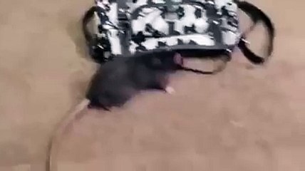 paisy chor rat video daikh kerap khud heraan reh jaingy