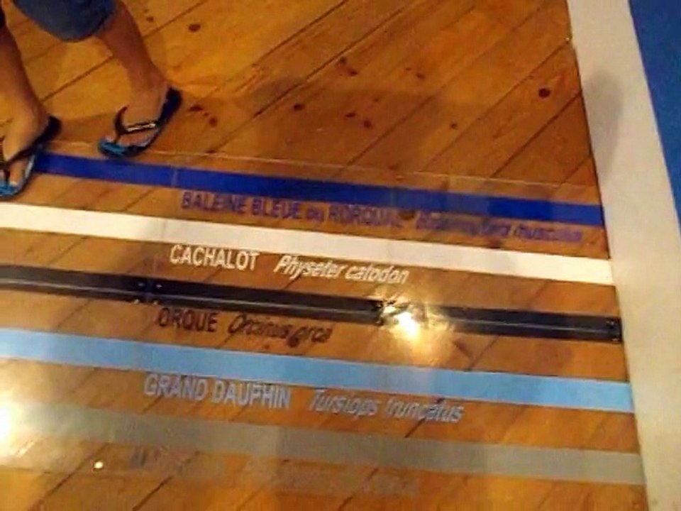 Expo sur les Cetaces à Gradignan ETE 2015