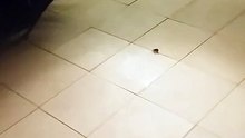 Isso é o que acontece quando se esmaga a aranha-lobo..