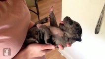 14 Day Old Great Dane Puppy Sucks My Finger Like A Bottle - Puppy Love