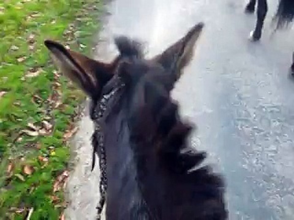 Balade a dos de diego, mulet de corinne nov2015