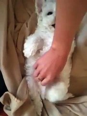 My Bichon frise Loki on his back thinking he's a baby!