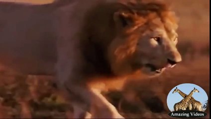 Lions Destroy Den of Hyenas - Amazing Videos