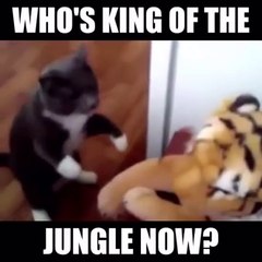 Who's King of The Jungle Now