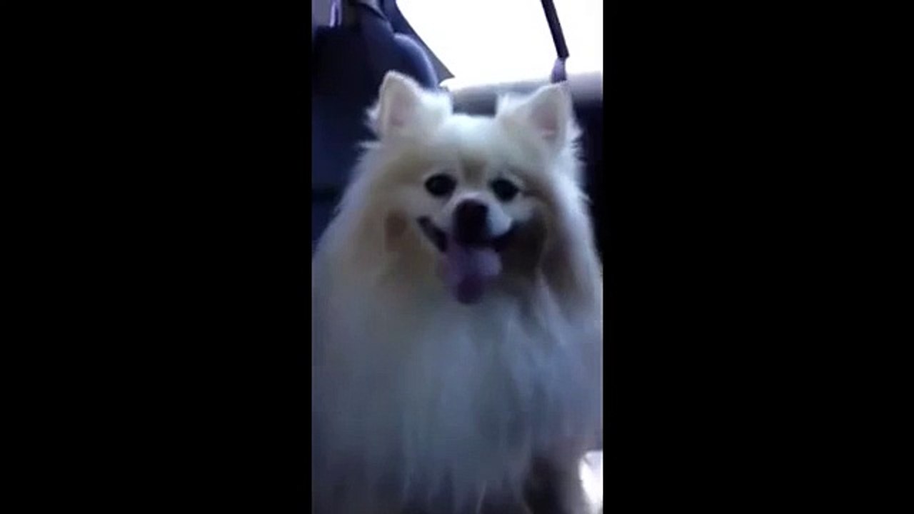 Toung wave from dog
