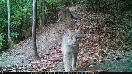 Appalachian Bobcat - HD daytime video - (Hendersonville, NC)