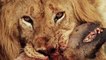 Lion vs Angry Buffalo! National Geographic Wild Lions Documentary 2015