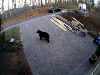 Asheville Bear Follies!