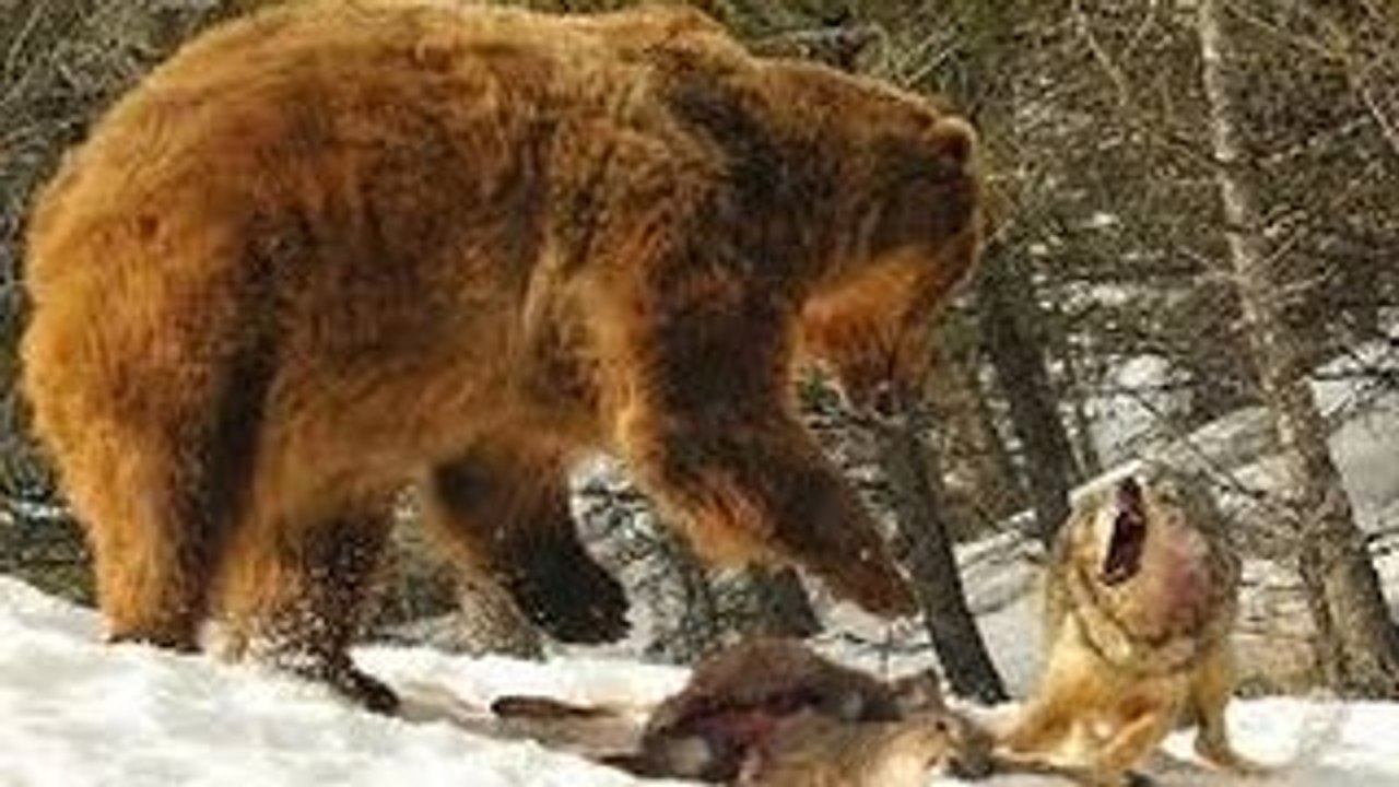 National Geographic Documentary 2015_ Wild Life Documentary Wildlife