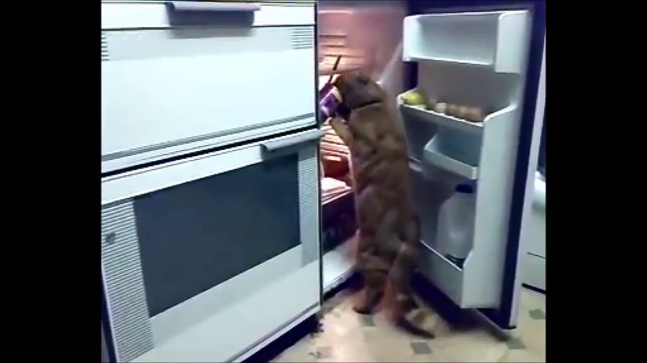 Smartest Cats EVER 4