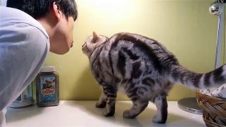 These Cats Are Really Sick Of Hooman's Kissing Attempt