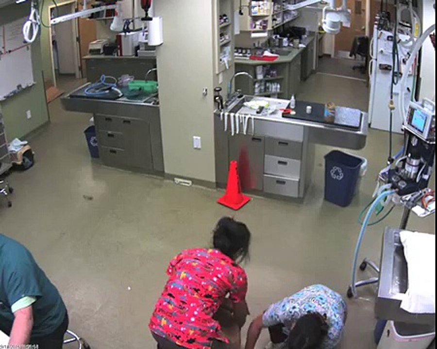 Un chien refuse une piqûre chez le vétérinaire Mddrrrr.
