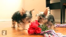 Hilarious Yorkie Puppies Attack Rolls of Yarn - Puppy Love