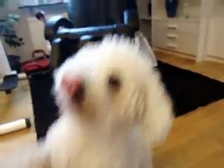 cute bichon frise