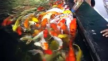 fish feeding different colors of fish