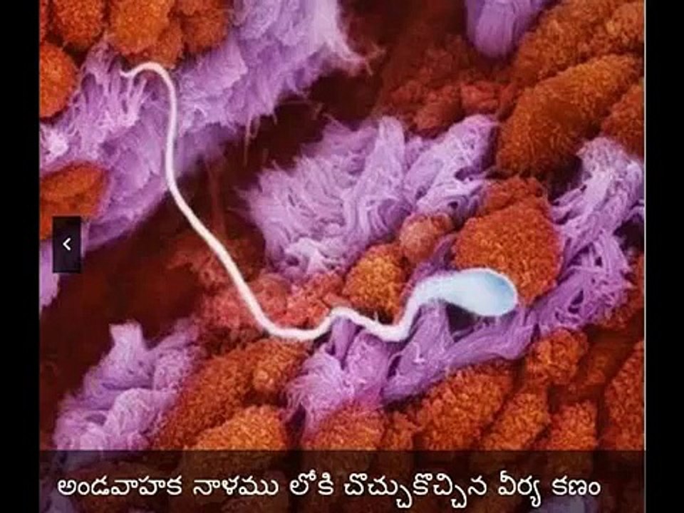 Real Footage of developing baby Inside the Womb.-Original photos - everyone must watch this video