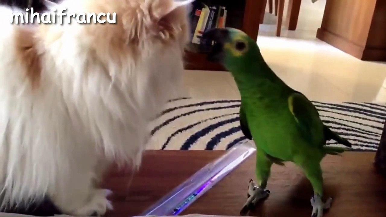 Funny Parrots Annoying Cats Compilation -- NEW HD