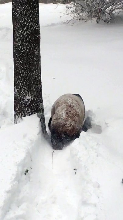 Tian Tian le Panda adore la neige - Tempête de Neige au Washington National Zoo