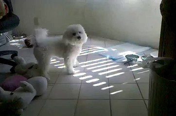 bichon frise bark bark