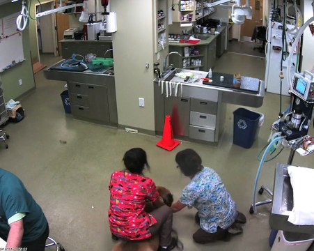 Ce gros chien s'échappe avec la vétérinaire sur le dos - Il n'aime pas les piqûres...