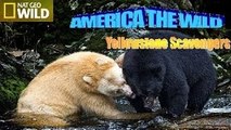 The Wild Yellowstone Wild discovery channel National Geographic documentary Animal planet