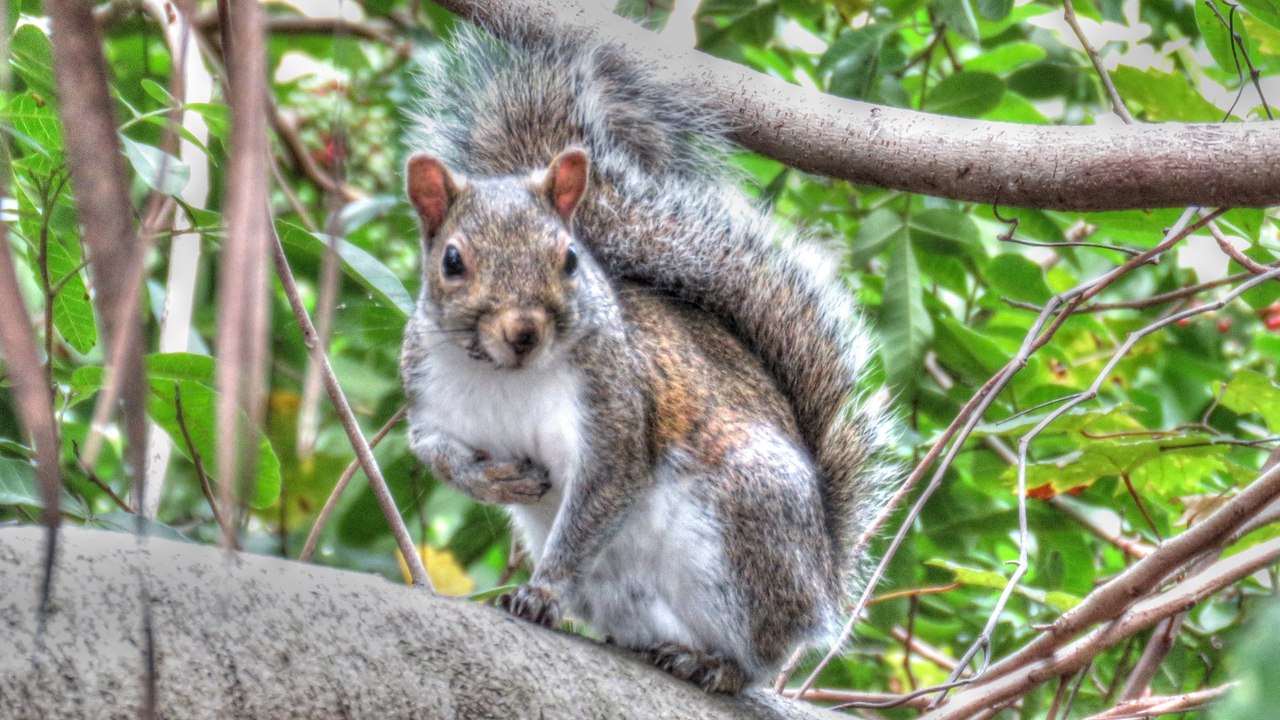 Three Young Squirrels Leave The Nest