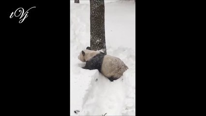 Anyone really knows how to enjoy in the snow