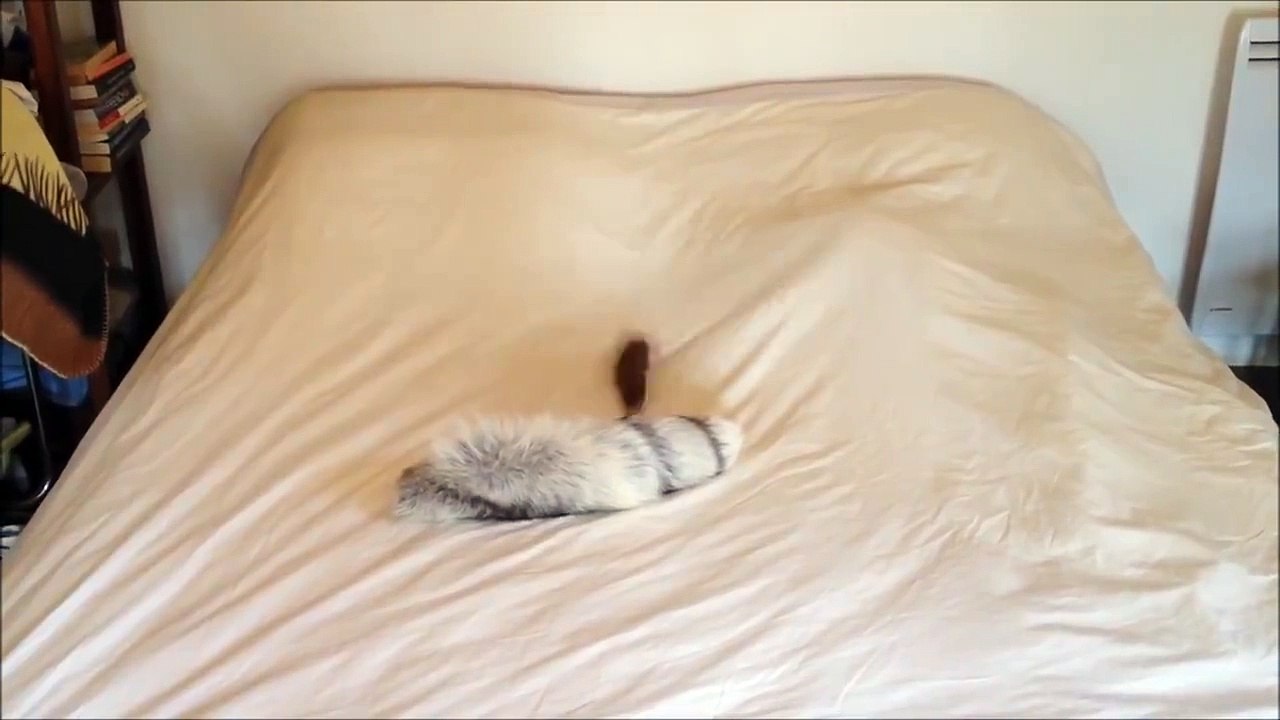 Ozzy the Weasel's War Dance