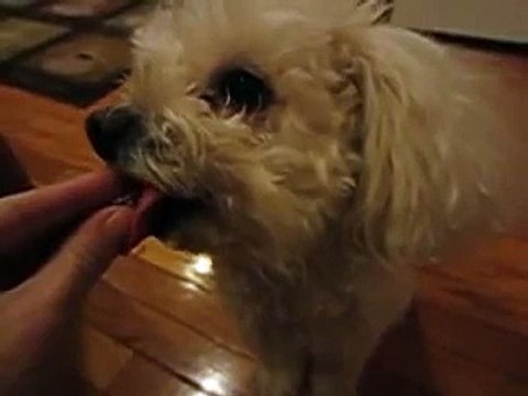 Bichon Frise Poodle mix Slo Mo Slow Motion eating ice chip