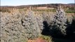 Colorado Blue Spruce Trees    Available at Highland Hill Farm